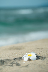 海とプルメリア