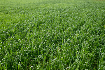 young fresh green wheat closeup