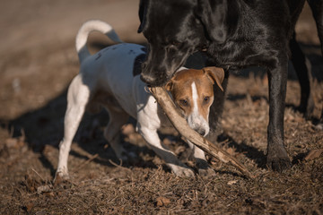 Labrador and Jack russel