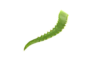 aloe leaf isolated on white background