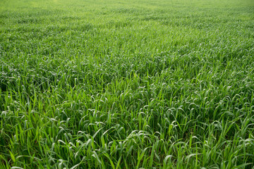 Obraz premium young fresh green wheat closeup