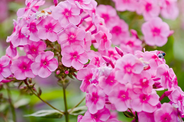 Pink phlox flowers