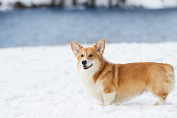 welsh corgi dog outdoors in the snow