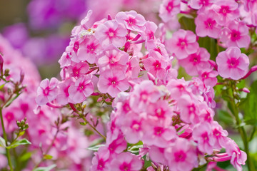 Pink phlox flowers
