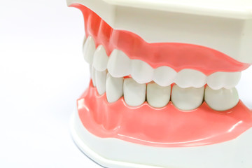 Dental Model of Teeth and broken tooth Isolated on white background clipping path