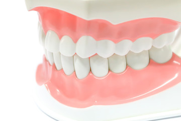 Dental Model of Teeth and broken tooth Isolated on white background clipping path