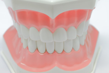 Dental Model of Teeth and broken tooth Isolated on white background clipping path