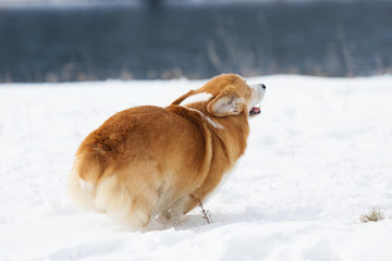 welsh corgi dog running outdoors in the snow
