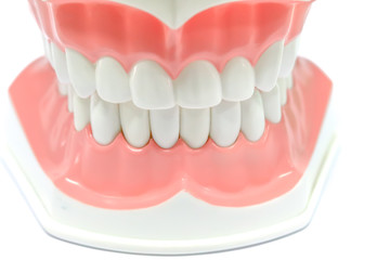 Dental Model of Teeth and broken tooth Isolated on white background clipping path