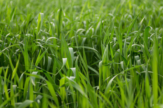 young fresh green wheat closeup