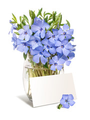 Bright violet wild periwinkle flower bouquet with a blanc for Yo
