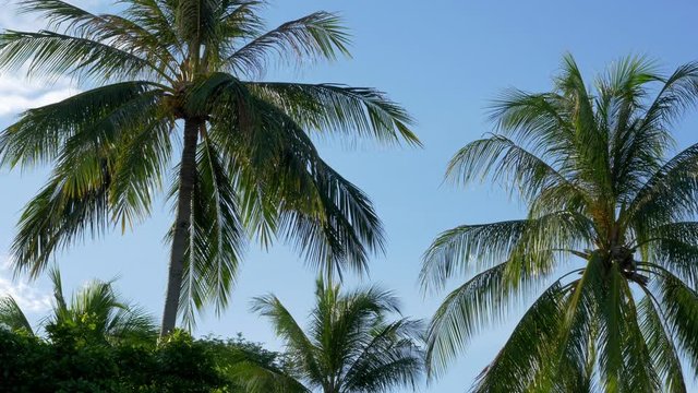 Palm Trees In Thailand