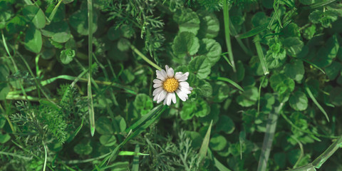 Tiny little white daisie in top view of meadow