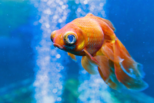 Gold fish in aquarium with water-bubbles