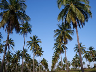 Fototapeta na wymiar Palm trees over blue sky background. Sunny tropical summer holiday day concept