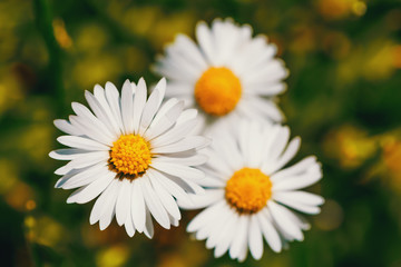 Obraz premium small spring daisy flower