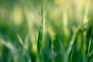 spring background with grass on meadow