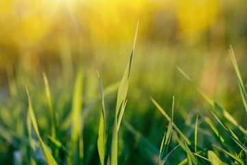 spring background with grass on meadow