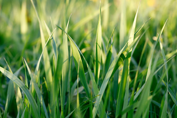 spring background with grass on meadow