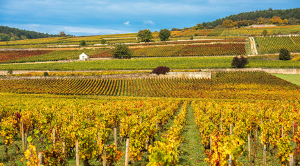 Vineyards in the autumn season, Burgundy, France