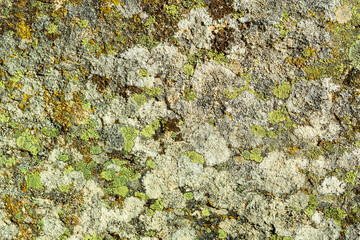 lichens on stone surface