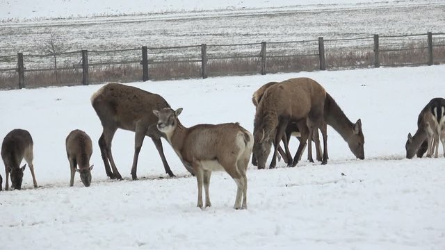 A large herd of European red deer and fallow deer on the feeding platform in winter.