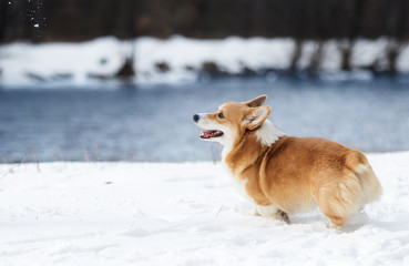 welsh corgi dog running outdoors in the snow