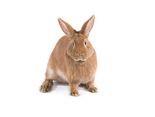 brown rabbit