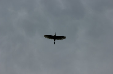 Fly High