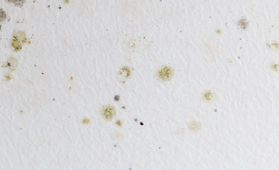 Mold on a white wall as a background