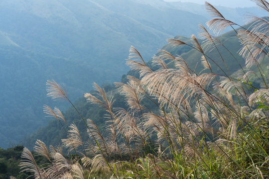Reed grass fields with mountain on background