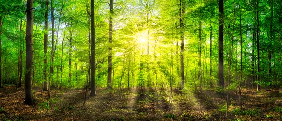 Fensteraufkleber Grünes Waldpanorama im Sonnenlicht © eyetronic