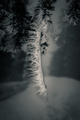 Frozen bough, twig on tree.