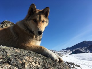 собака лежащая на верщине горы