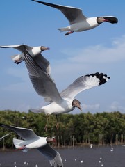 Seagulls in mangrove forest reserve bangpoo Thailand