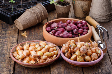 Small bulbs of red and yellow onion sets ready to planting.
