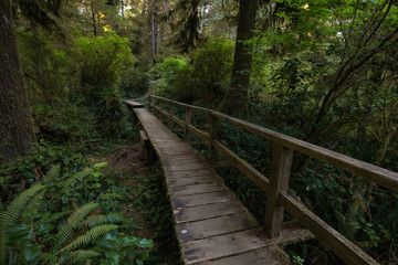 Obraz premium Beautiful wooden path thru the vibrant and green rain forest located near Tofino in Vancouver Island, British Columbia, Canada.
