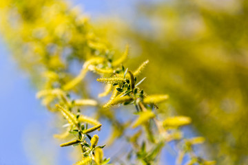 Yellow flowers on willow branches in spring
