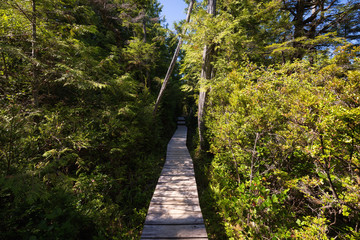 Path in the woods © edb3_16