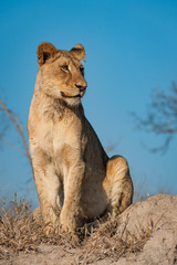 A vertical, full length, colour photograph of a young lion, Panthera leo, in golden side light in the Greater Kruger Transfrontier Park, South Africa.