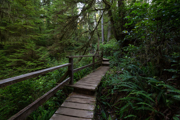Beautiful wooden path thru the vibrant and green rain forest located near Tofino in Vancouver Island, British Columbia, Canada.
