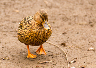 Duck on the ground in the park