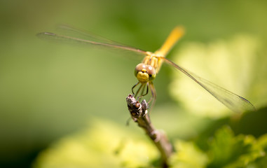 Dragonfly on a branch in the open air