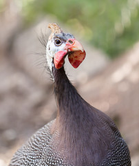 Portrait of a guinea fowl on a farm