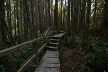 Obraz premium Beautiful wooden path thru the vibrant and green rain forest located near Tofino in Vancouver Island, British Columbia, Canada.