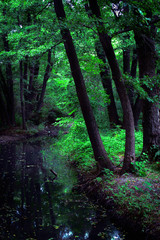 trees at a stream in the wood