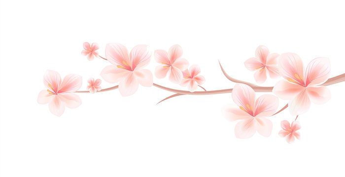 Branch of Sakura with Light Pink flowers isolated on White background. Sakura flowers. Cherry blossom. Vector