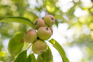 Ripe apples on a tree in the garden
