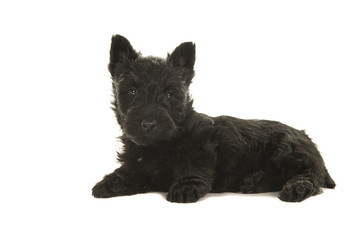 Cute black scottish terrier puppy lying down seen from the side looking at the camera