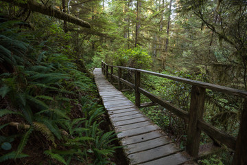 Fototapeta premium Beautiful wooden path thru the vibrant and green rain forest located near Tofino in Vancouver Island, British Columbia, Canada.